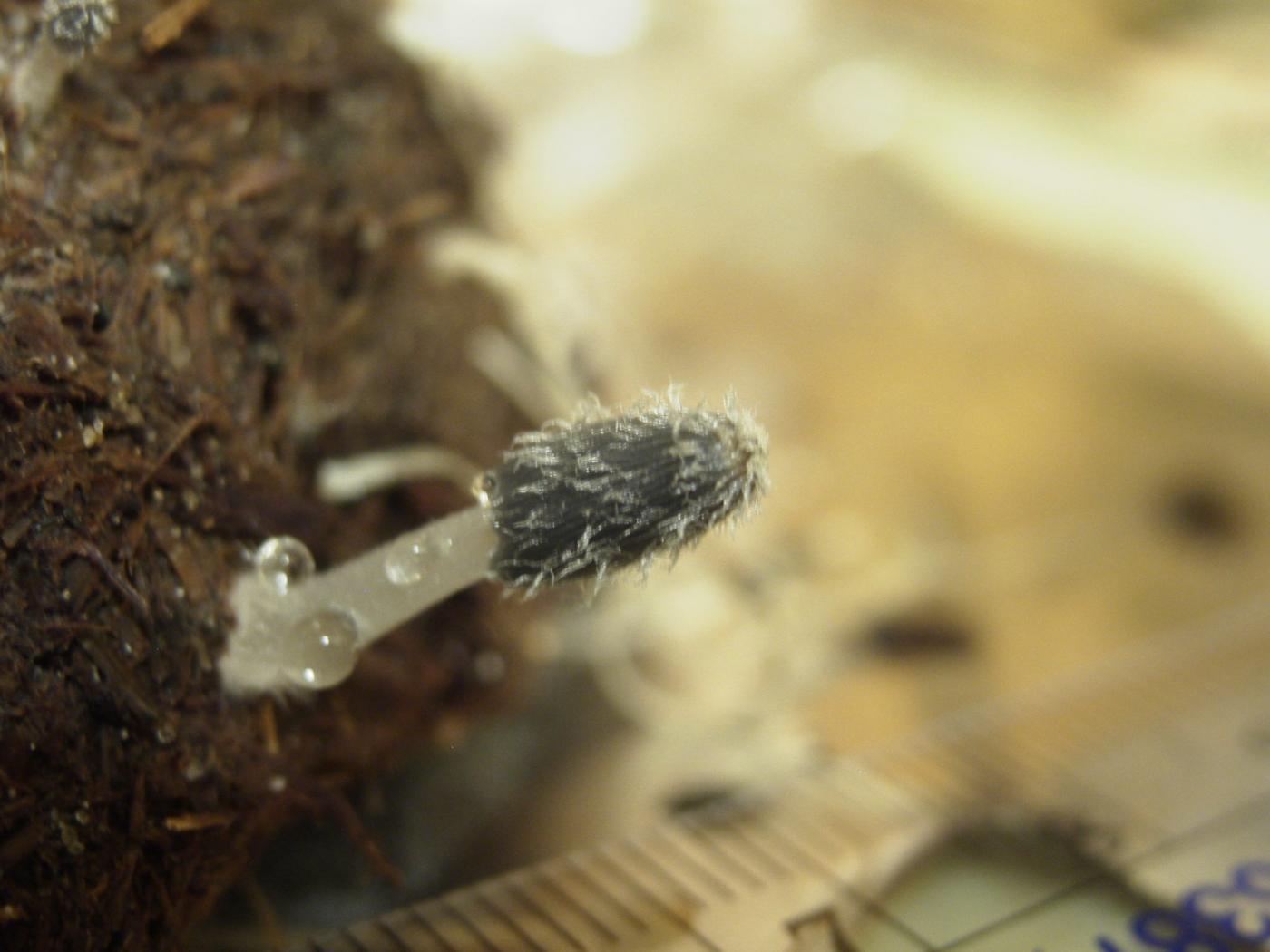 Coprinopsis radiata image
