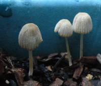 Coprinus cortinatus image