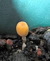 Coprinus cortinatus image