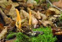 Cordyceps militaris image