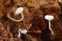 Cystolepiota seminuda image