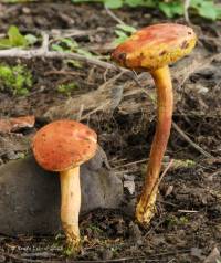 Boletus rubellus image