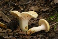 Russula earlei image