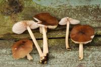 Entoloma lagenicystis image