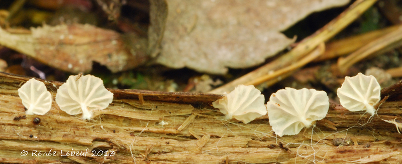 Entoloma albotomentosum image