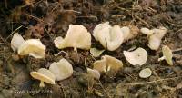 Helvella cupuliformis image