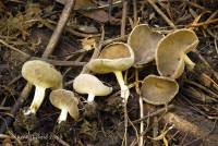 Helvella cupuliformis image