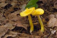 Hygrocybe ceracea image