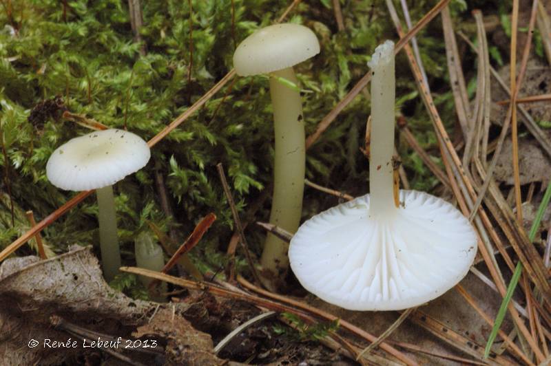 Hygrocybe laeta f. pallida image