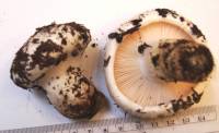 Hygrophorus ponderatus image