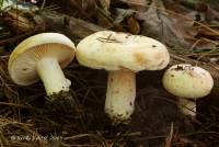 Lactarius luteolus image