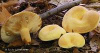 Lactarius volemus var. flavus image