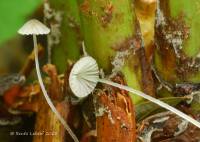 Mycena aciculata image