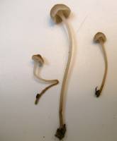 Mycena praedecurrens image