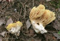 Ramaria primulina image