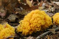 Ramaria flavoides image