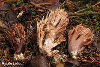 Ramaria violaceibrunnea image