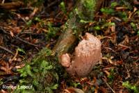 Ramaria violaceibrunnea image