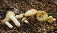 Russula pallescens image