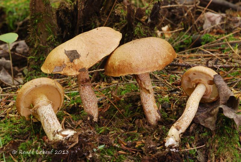 Suillus subalutaceus image