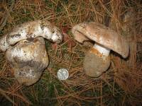 Tricholoma colossus image