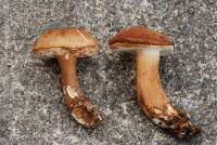 Tylopilus badiceps image