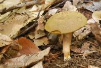 Boletus subtomentosus image