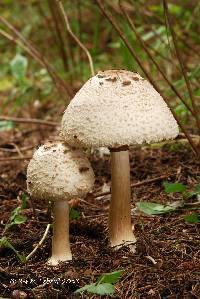 Chlorophyllum rachodes image