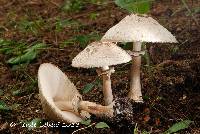 Chlorophyllum rachodes image