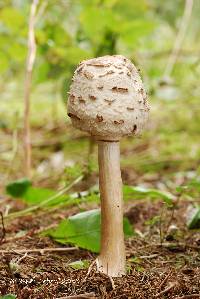 Chlorophyllum rachodes image