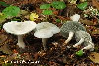 Clitocybe odora var. pacifica image