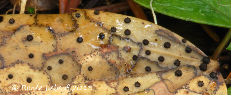 Coccomyces dentatus var. dentatus image