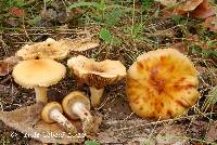 Cortinarius trivialis image