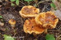 Cortinarius trivialis image