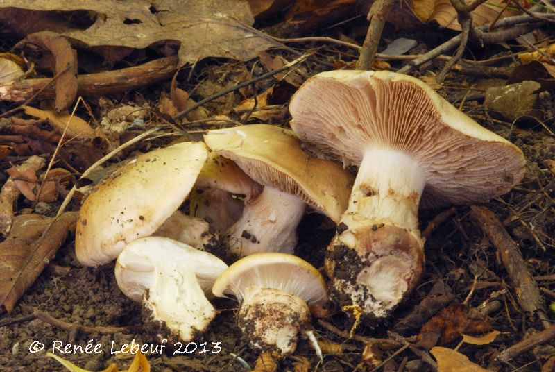 Cortinarius olivaceostramineus image