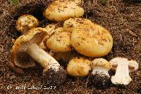 Cortinarius fulminoides image