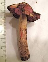 Cortinarius cylindripes image