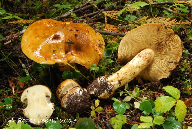 Cortinarius elegantior var. elegantior image