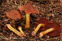 Cortinarius smithii image