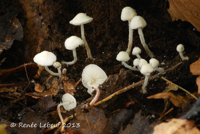 Cystolepiota seminuda image