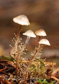 Dendrocollybia racemosa image