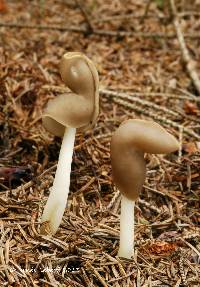 Helvella elastica image