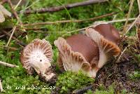 Hygrocybe colemanniana image