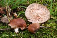 Hygrocybe colemanniana image