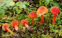 Hygrocybe mucronella image