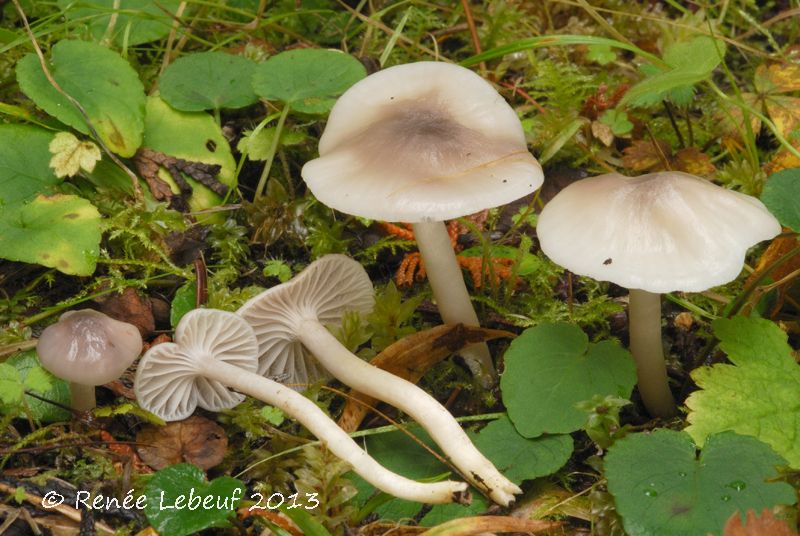 Hygrocybe rainierensis image