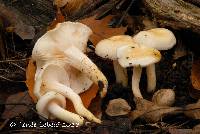 Hygrophorus laurae image