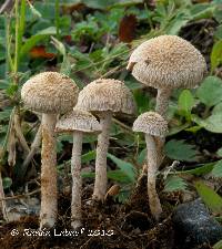 Inocybe griseoscabrosa image