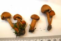 Inocybe unicolor image