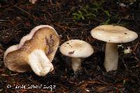 Lactarius pallescens image